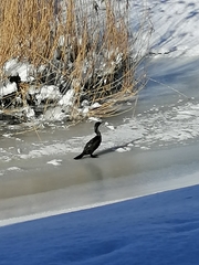 Phalacrocorax carbo