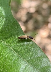 Dolerosomus silaceus