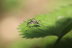 Aedes geniculatus