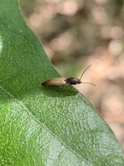 Dolerosomus silaceus