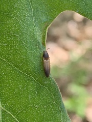 Dolerosomus silaceus