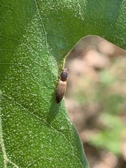 Dolerosomus silaceus