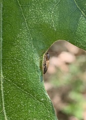 Dolerosomus silaceus