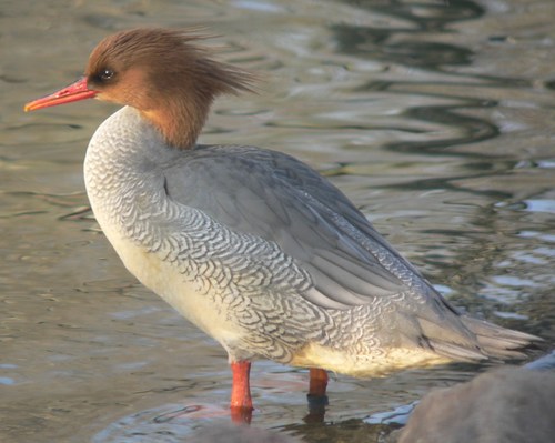 Scaly-sided Merganser