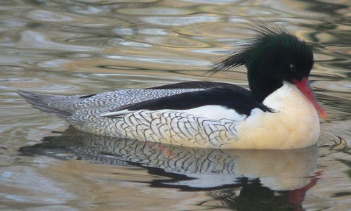 Scaly-sided Merganser