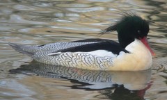 Scaly-Sided Merganser photo 3