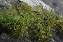 Utricularia australis