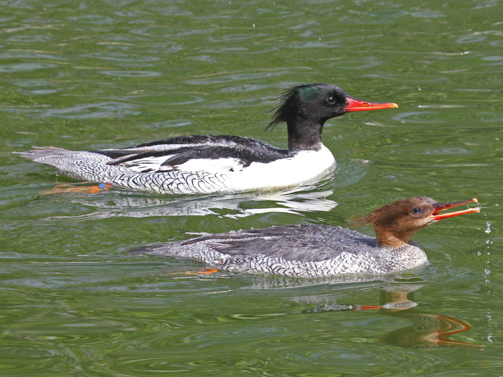 Scaly-sided Merganser photo