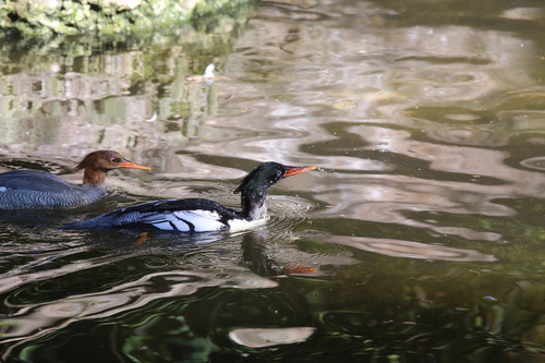 Scaly-sided Merganser