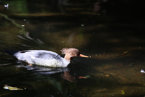 Scaly-sided Merganser