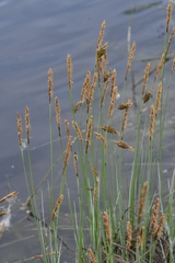 Alopecurus geniculatus