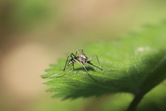 Aedes geniculatus