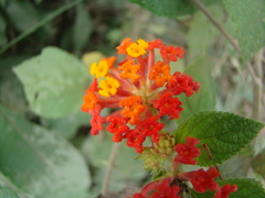 Lantana camara