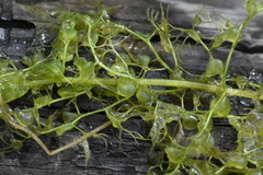 Utricularia australis