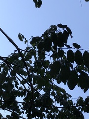 Machaerium lanceolatum