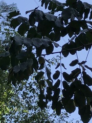 Machaerium lanceolatum