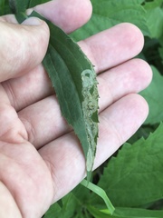 Phytomyza solidaginophaga