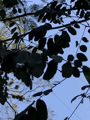 Machaerium lanceolatum