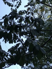 Machaerium lanceolatum