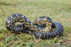 Nerodia sipedon williamengelsi