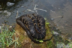 Nerodia sipedon williamengelsi