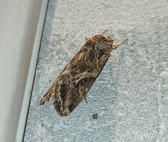 Prodeniini
