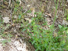 Galeopsis ladanum