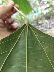 Alchornea glandulosa