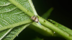 Dentatissus damnosus