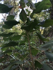 Alchornea glandulosa