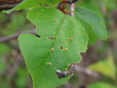 Eriophyes emarginatae