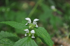 Lamium flexuosum