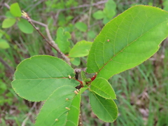 Eriophyes emarginatae
