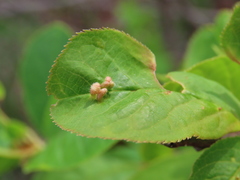 Eriophyes emarginatae
