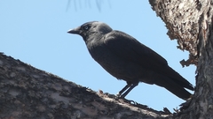 Corvus monedula