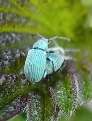 Phyllobius roboretanus