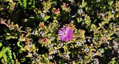 Drosanthemum intermedium