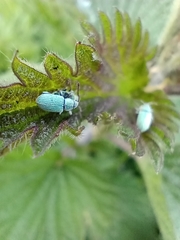 Phyllobius roboretanus
