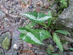 Image of Passiflora megacoriacea