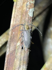 Sophronica costulata