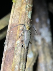 Sophronica costulata