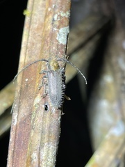 Sophronica costulata