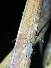 Sophronica costulata