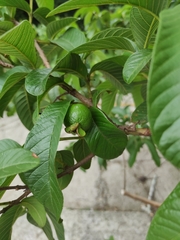 Psidium guajava image