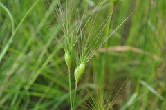 Aegilops neglecta
