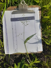 Dichanthelium leibergii