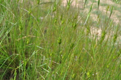 Aegilops neglecta