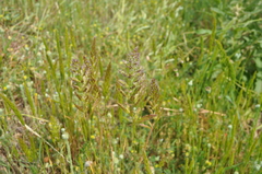 Trisetaria panicea
