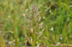 Trisetaria panicea
