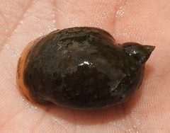 Ampullaceana balthica